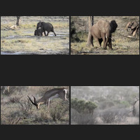 Samburu and Buffalo Springs movies