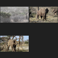 Samburu and Buffalo Springs movies