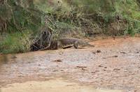 View from room at Samburu Game Lodge