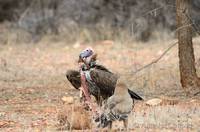 Vulture and tawny eagle