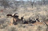 Vultures eating a dead elephant