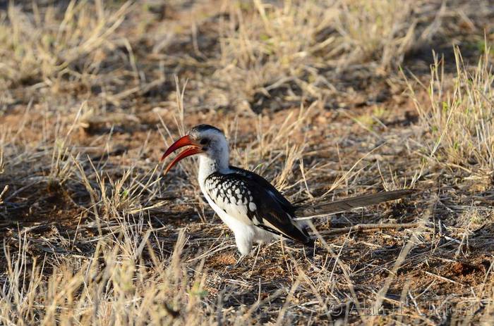 Red hornbill