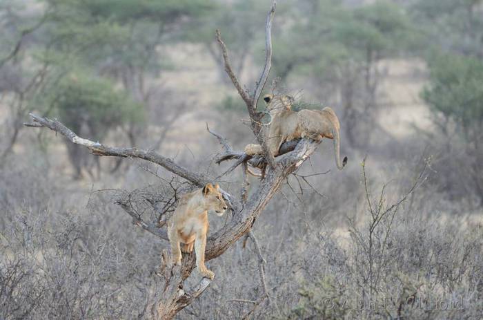 Lions in a tree