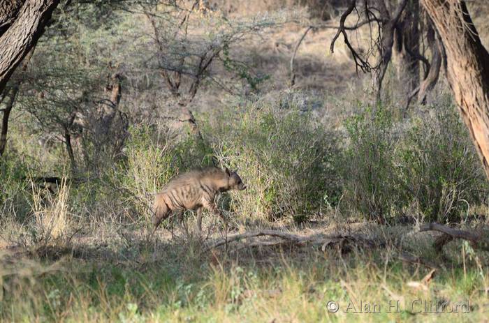 Striped hyena