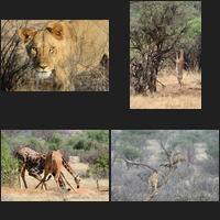 Samburu Selection