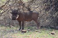 Warthog