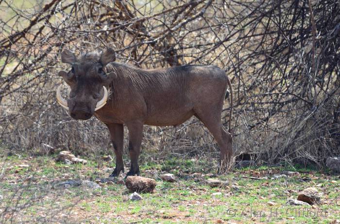 Warthog