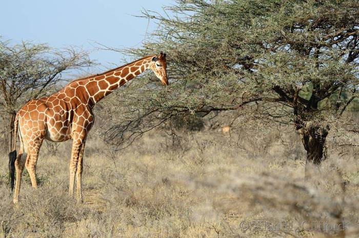 Reticulated giraffe