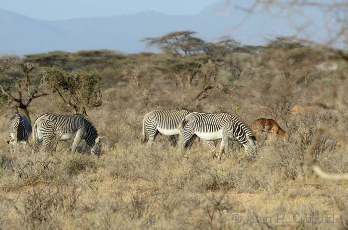 Grevy’s zebra