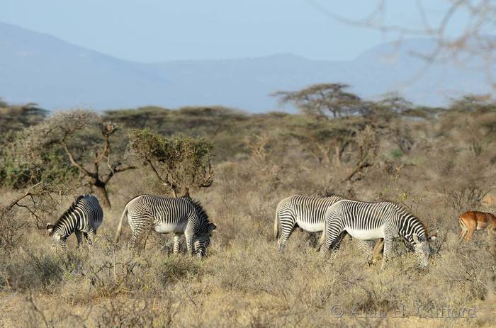 Grevy’s zebra