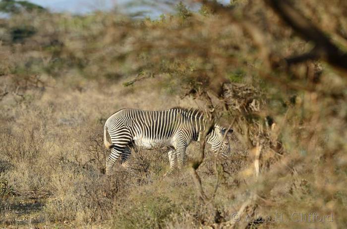 Grevy’s zebra