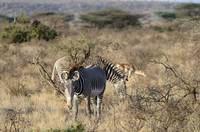 Grevy’s zebra