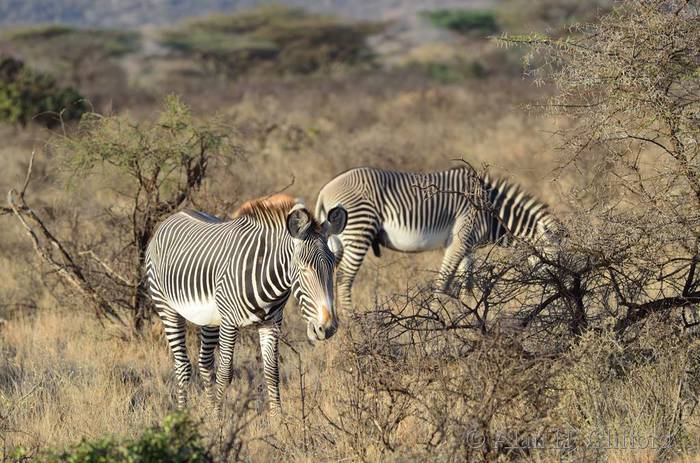 Grevy’s zebra