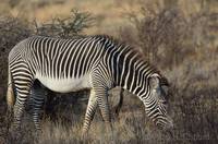 Grevy’s zebra