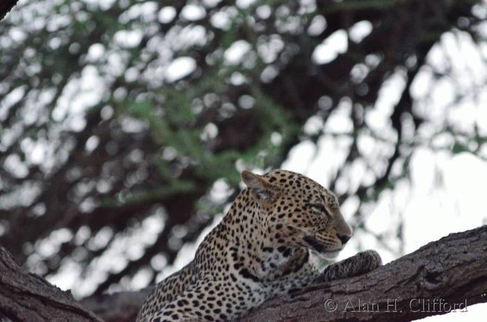 Leopard in tree