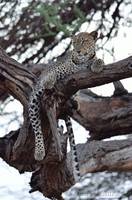 Leopard in tree