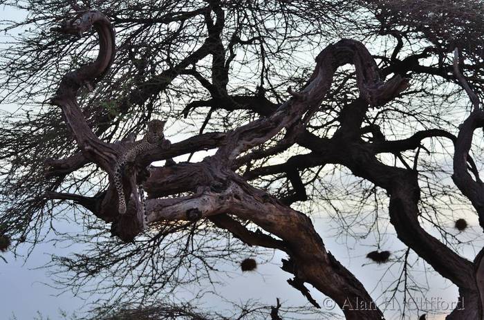 Leopard in tree