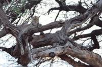 Leopard in tree