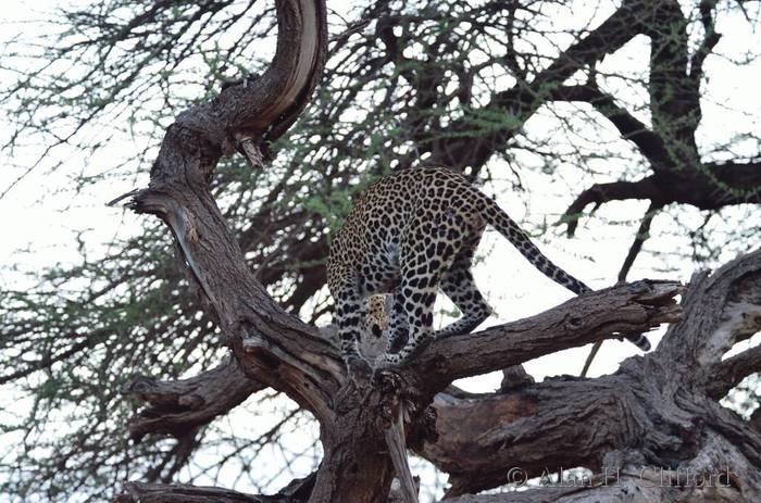 Leopard in tree