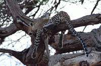 Leopard in tree