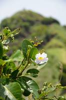 Flower and Signal Peak