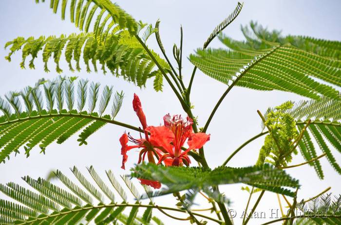 Royal Poinciana