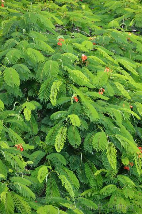 Royal Poinciana