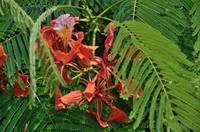 Royal Poinciana