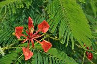 Royal Poinciana