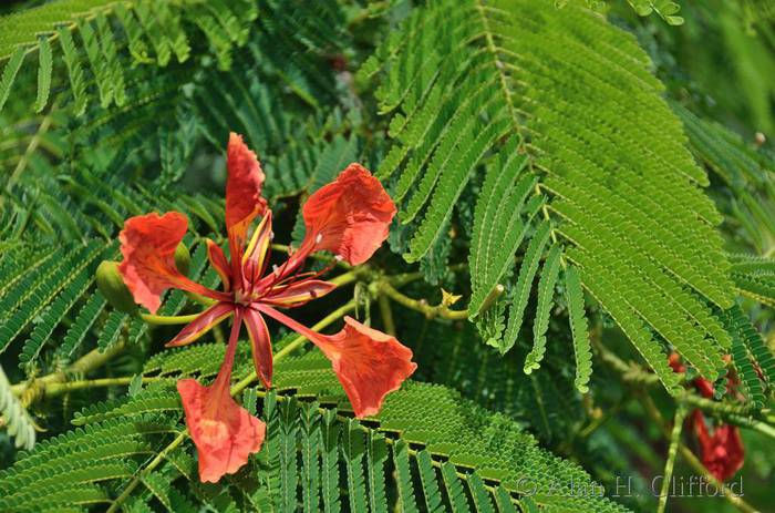 Royal Poinciana