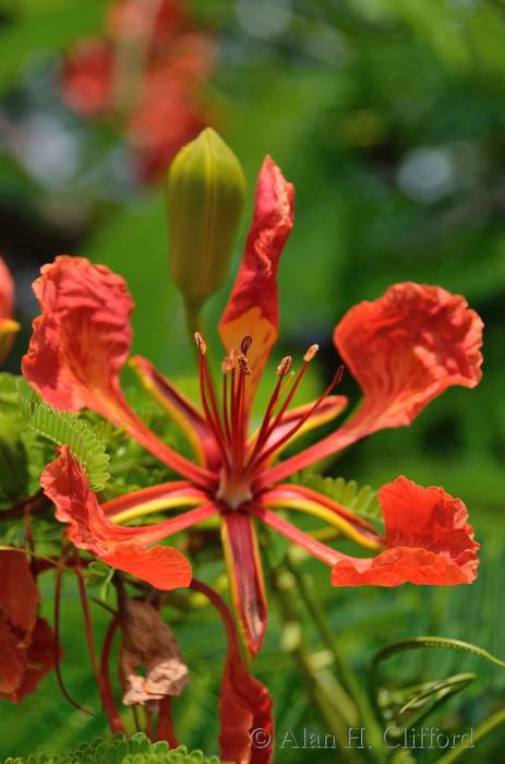 Royal Poinciana