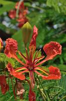 Royal Poinciana