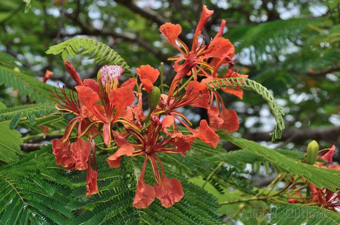 Royal Poinciana