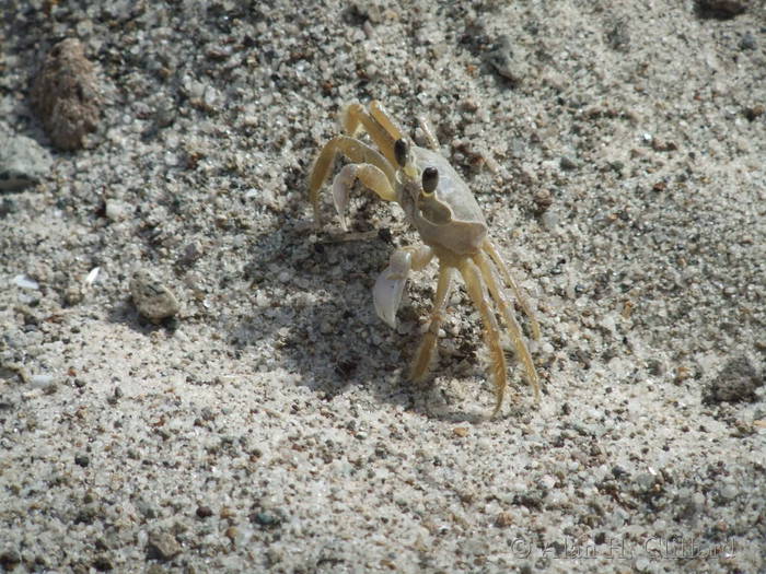 Crab at Pitons Bay