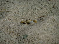 Crab at Pitons Bay