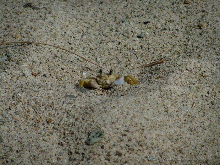 Crab at Pitons Bay