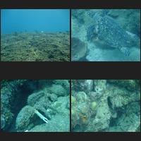 Scuba - Anse Couchon North