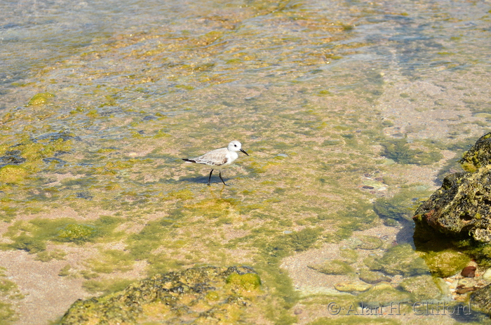 Sandpiper