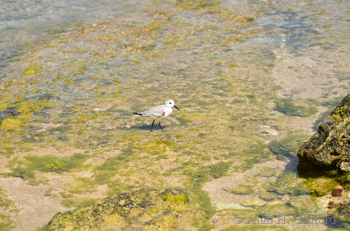 Sandpiper