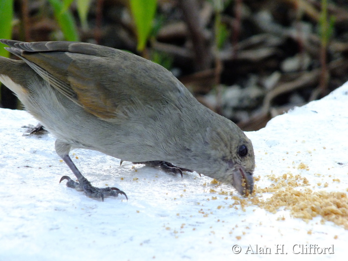 Barbados Bullfinch at Rockley