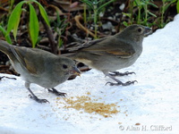 Barbados Bullfinch at Rockley