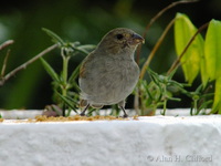 Barbados Bullfinch at Rockley