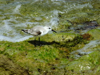 Sandpiper