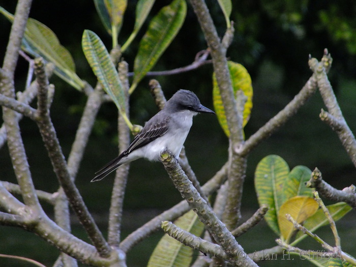 Grey Kingbird