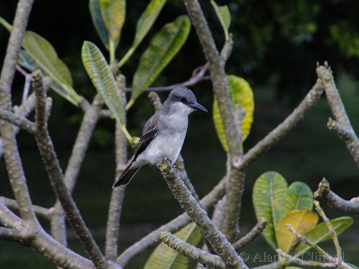 Grey Kingbird