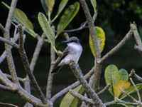 Grey Kingbird