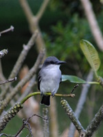 Grey Kingbird