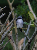 Grey Kingbird