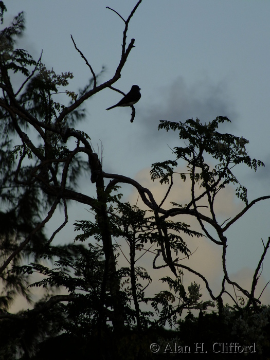 Grey Kingbird