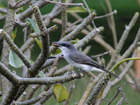 Grey Kingbird